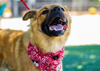 Dog