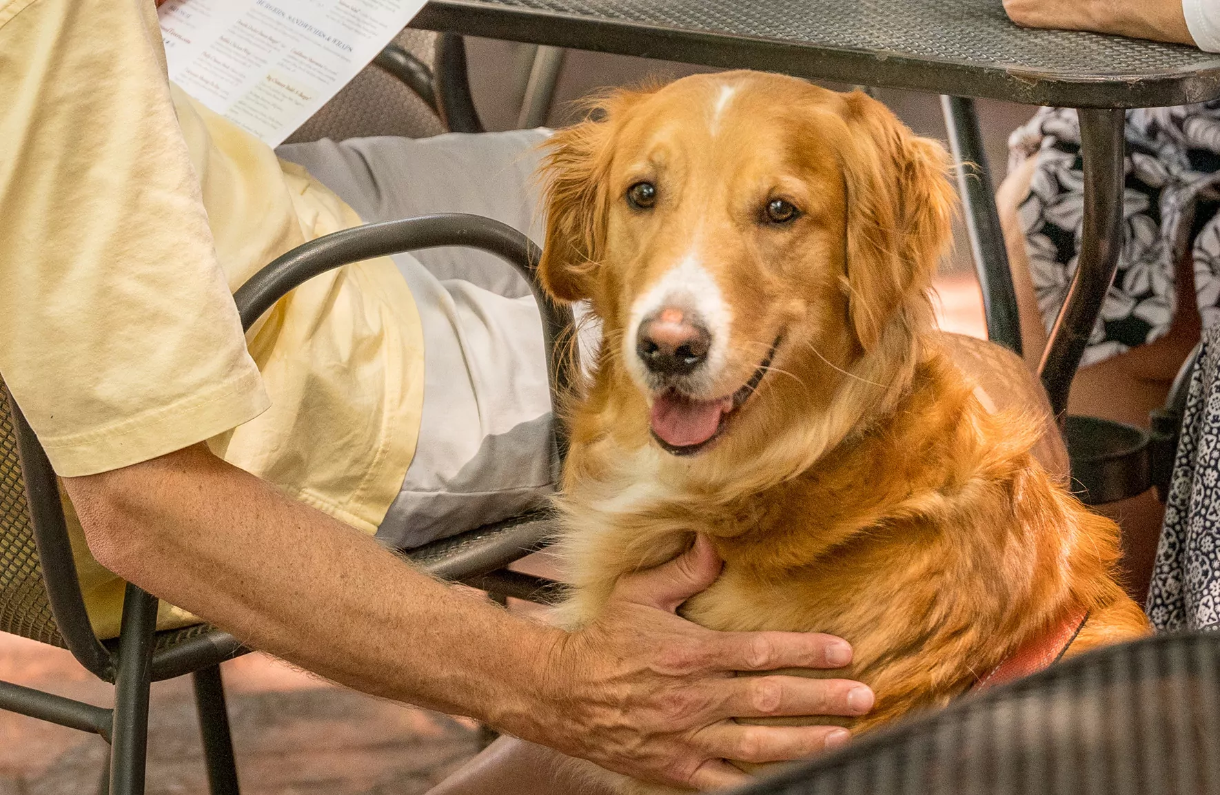 Picture of dog at cafe table